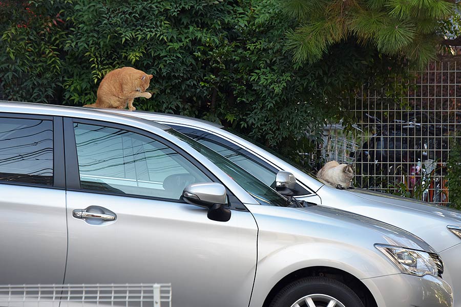 街のねこたち