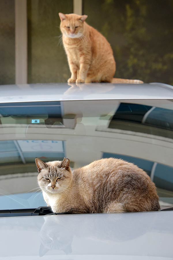 街のねこたち