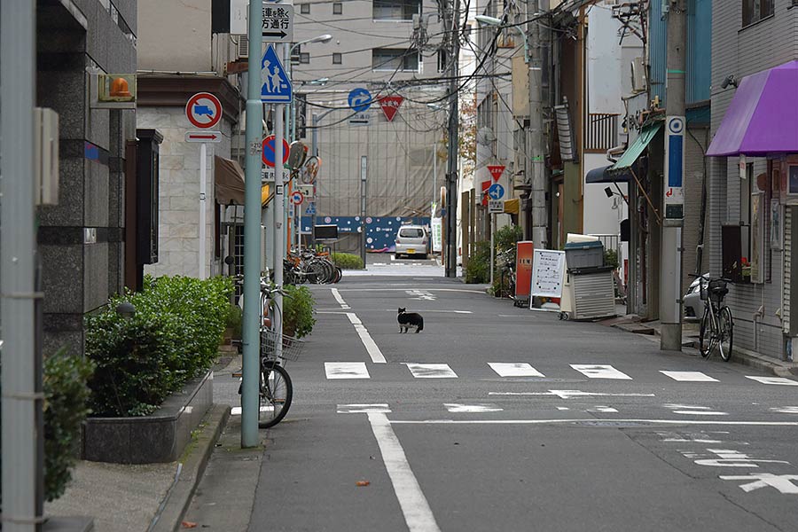 街のねこたち