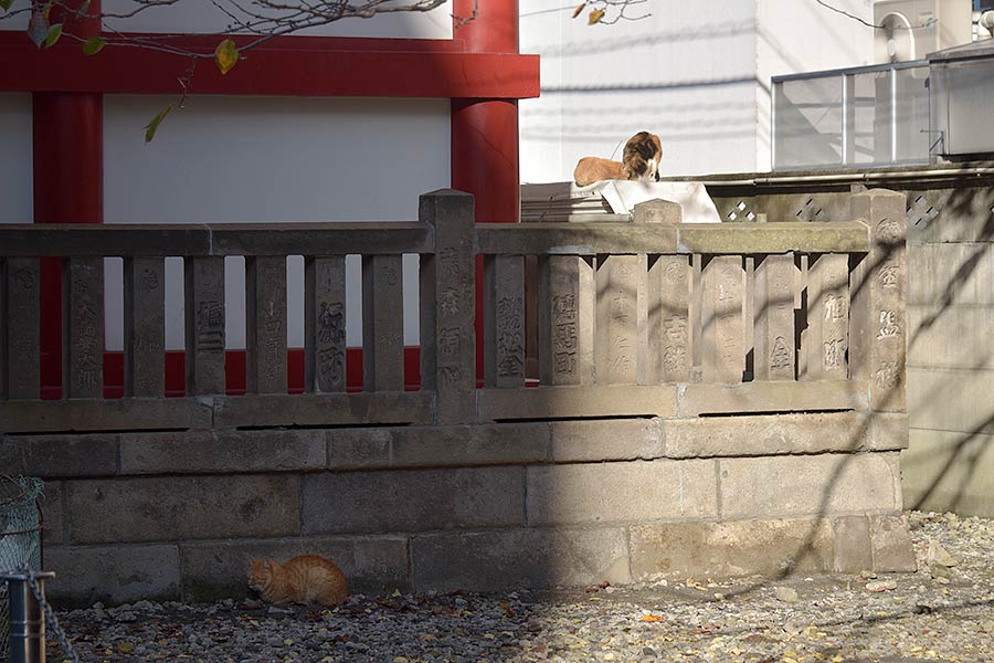 街のねこたち