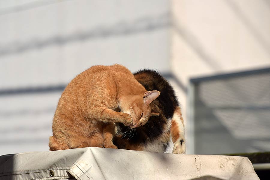 街のねこたち