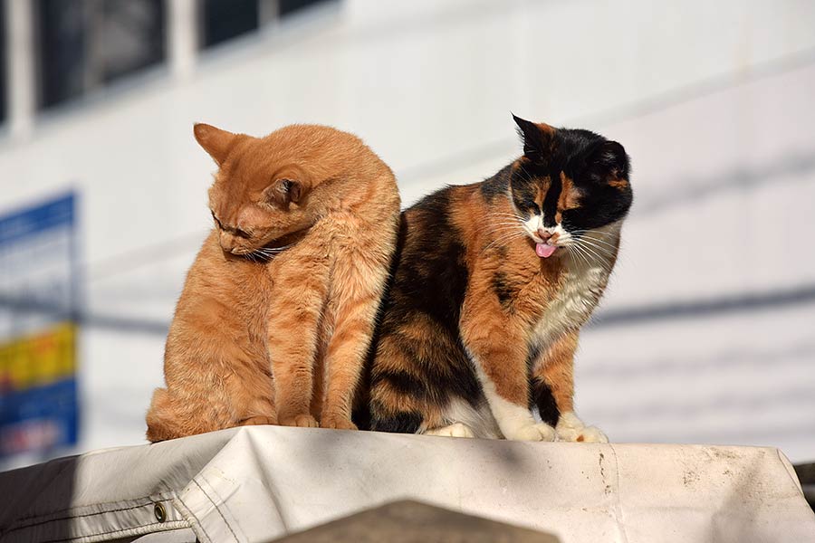 街のねこたち
