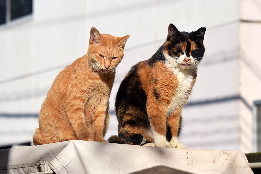 街のねこたち