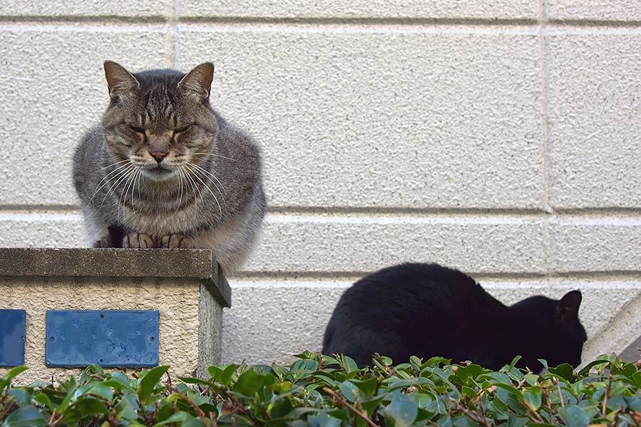 街のねこたち