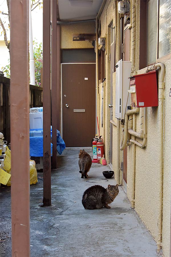 街のねこたち