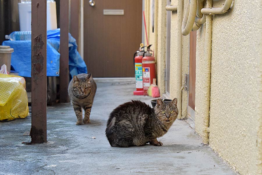 街のねこたち
