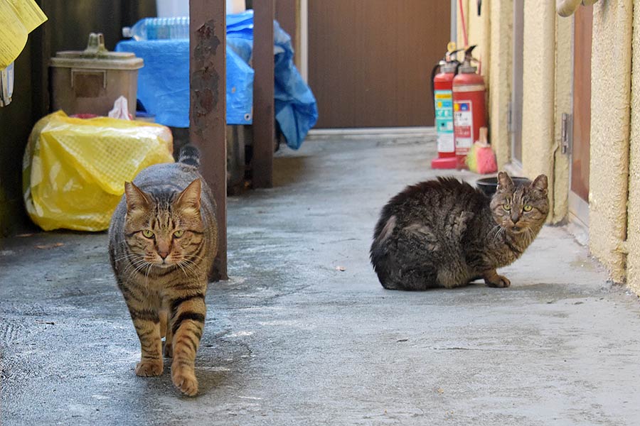 街のねこたち