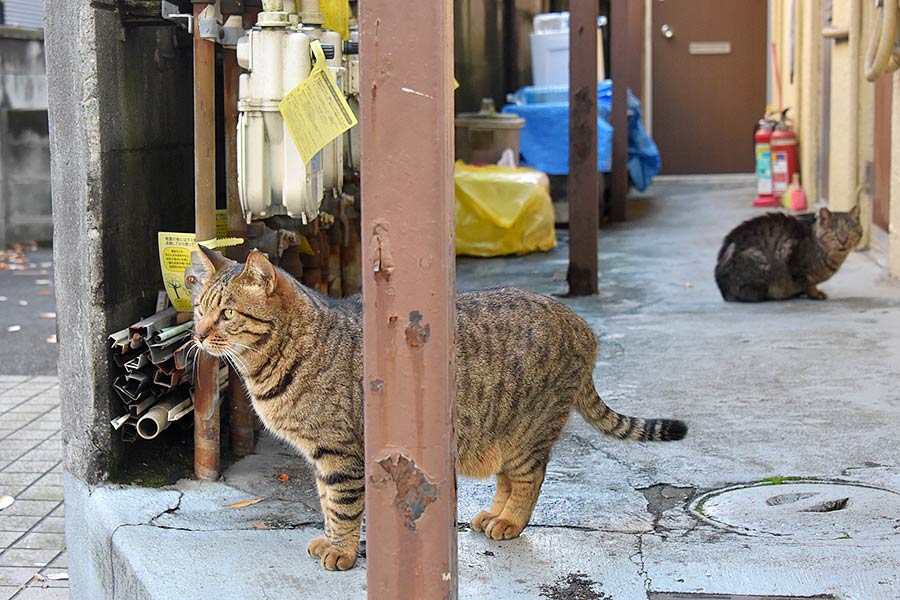 街のねこたち