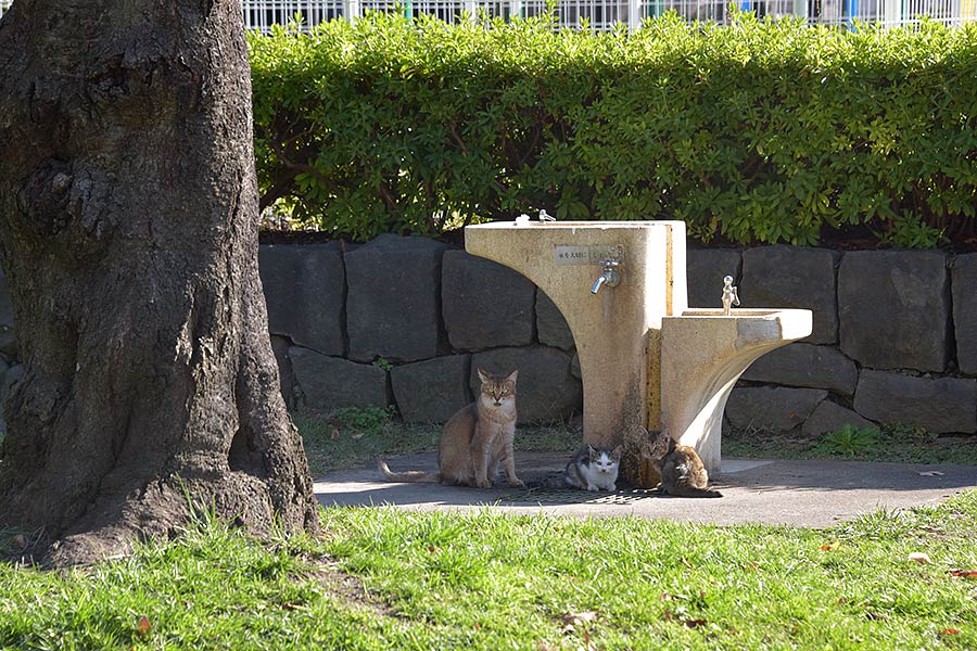 街のねこたち