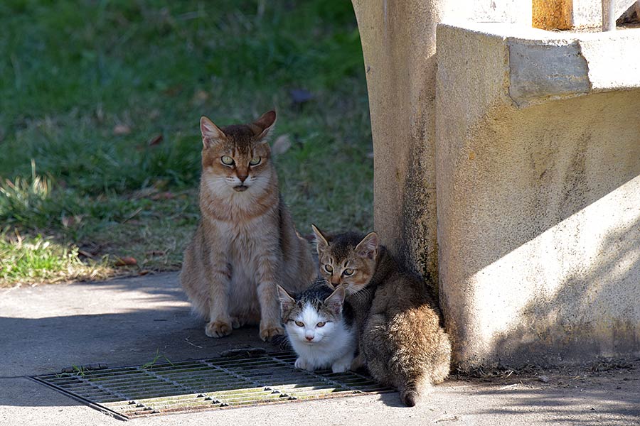 街のねこたち