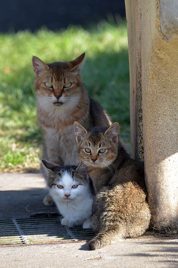 街のねこたち