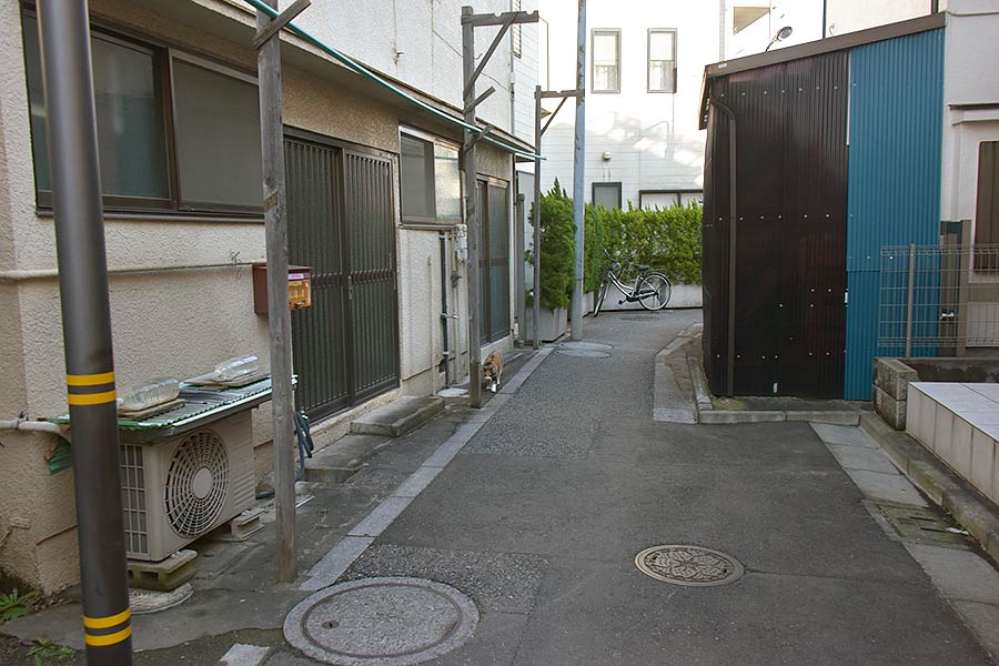街のねこたち