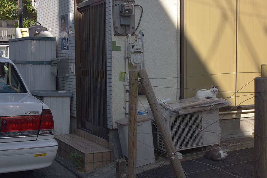 街のねこたち