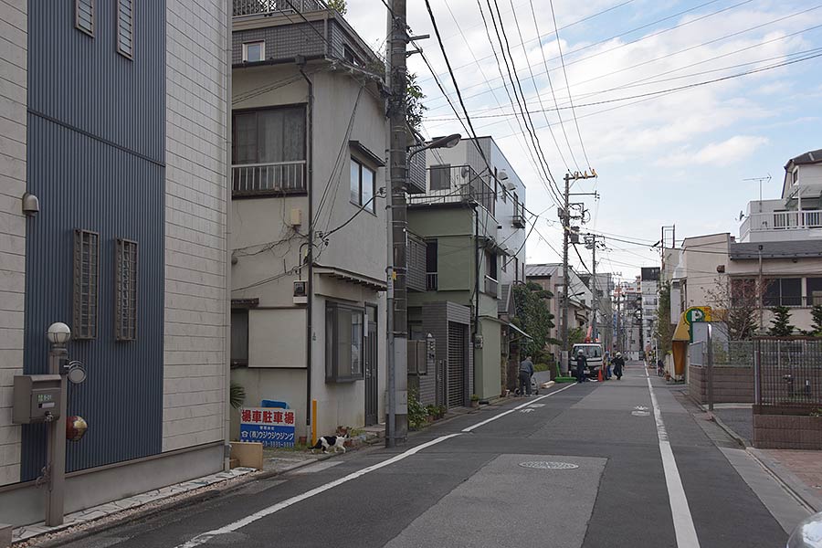 街のねこたち