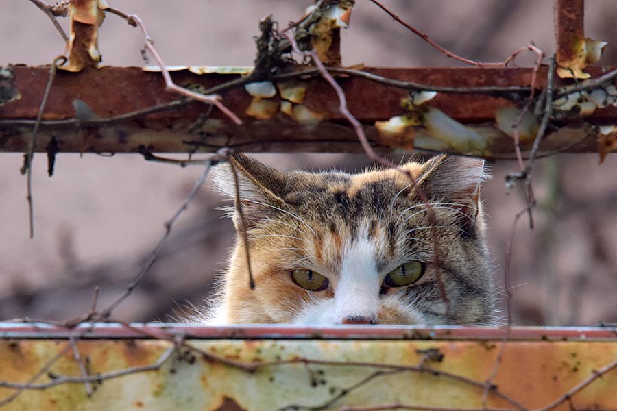 街のねこたち
