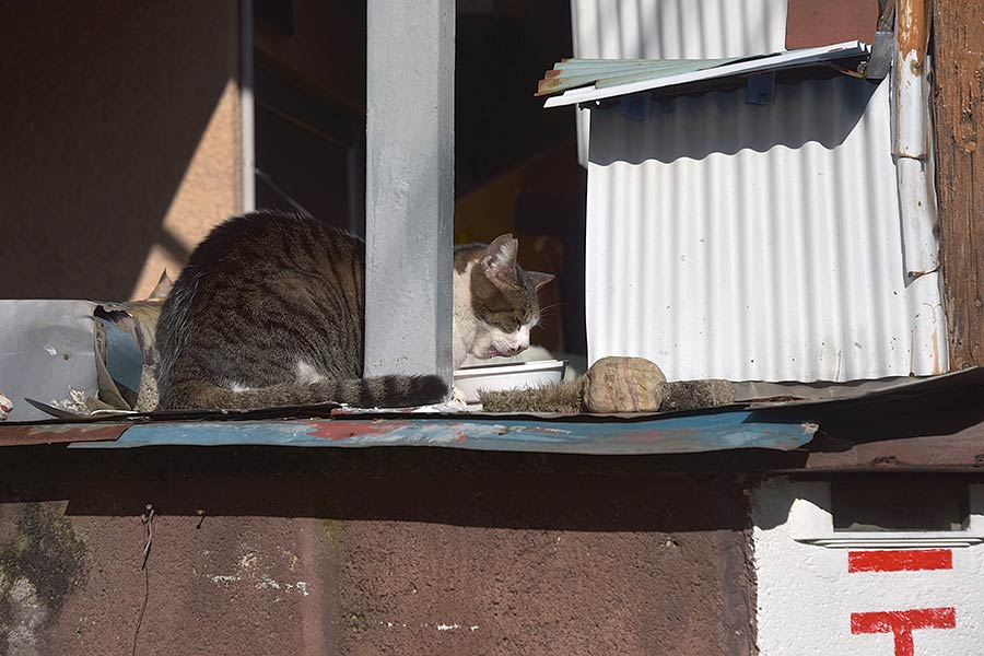 街のねこたち