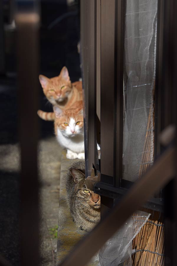 街のねこたち