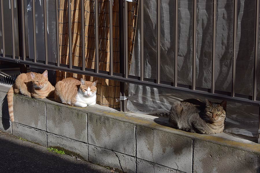 街のねこたち