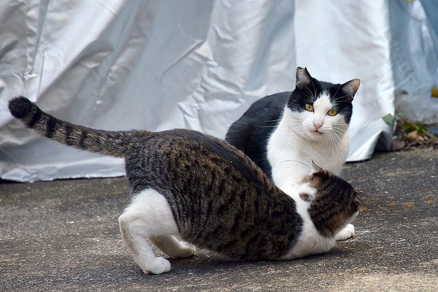 街のねこたち