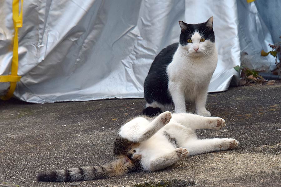 街のねこたち