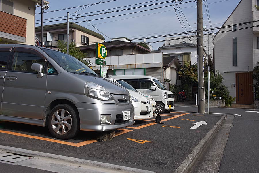 街のねこたち