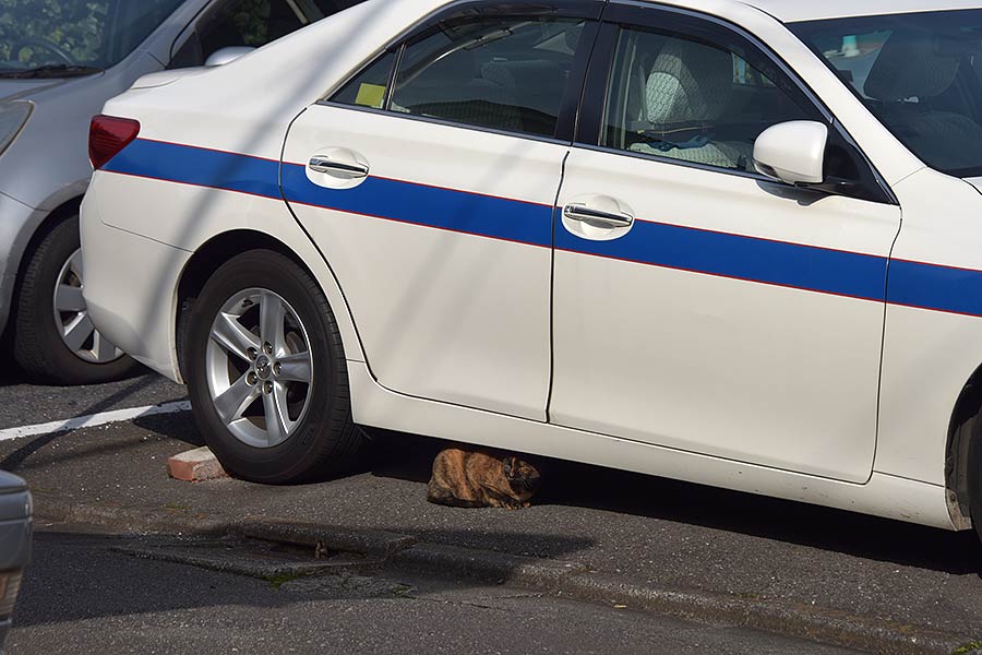 街のねこたち