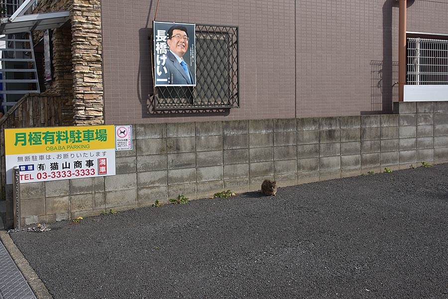 街のねこたち