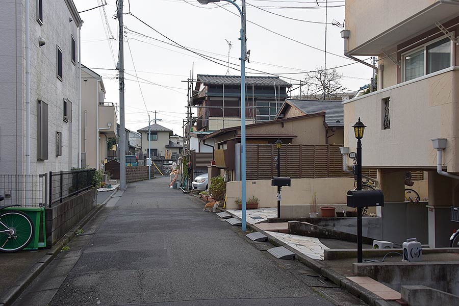 街のねこたち