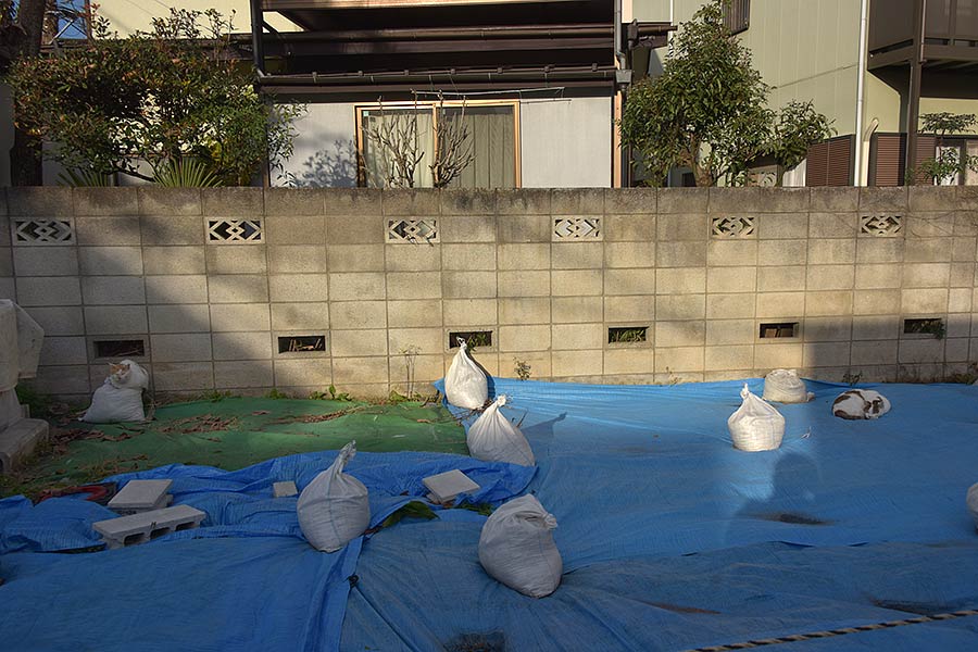 街のねこたち