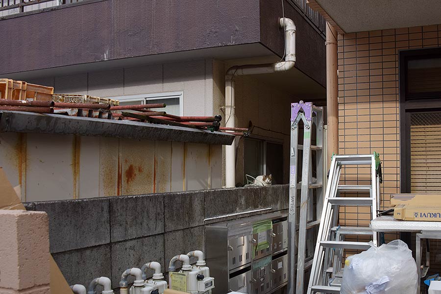 街のねこたち