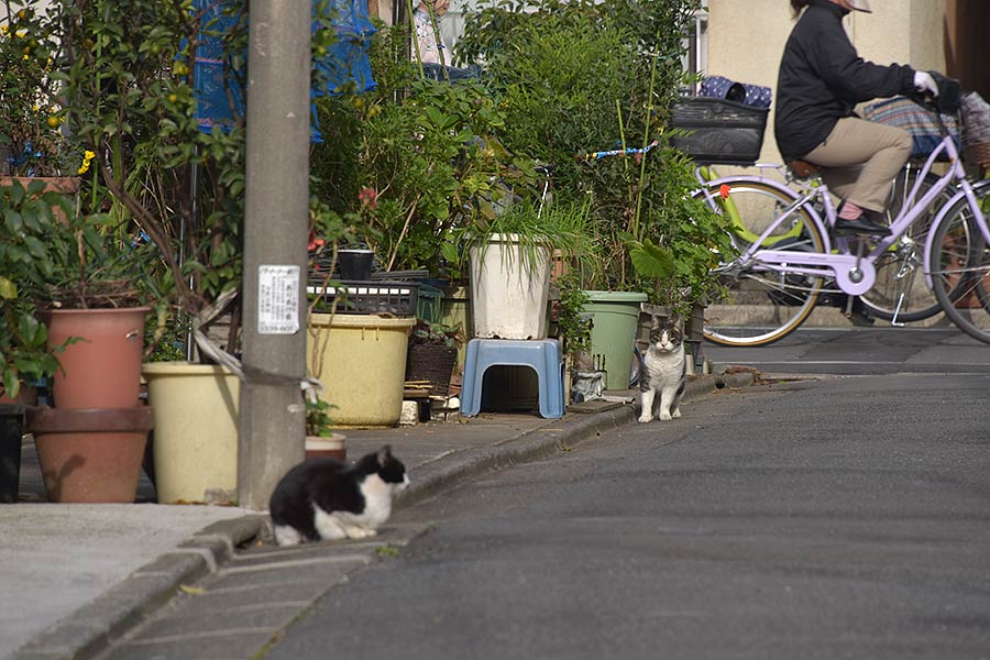 街のねこたち