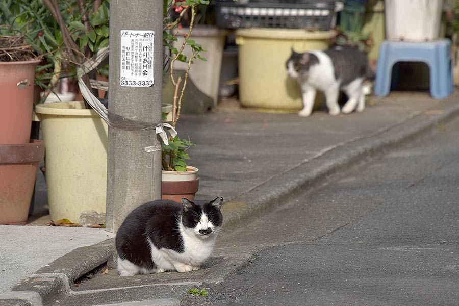 街のねこたち