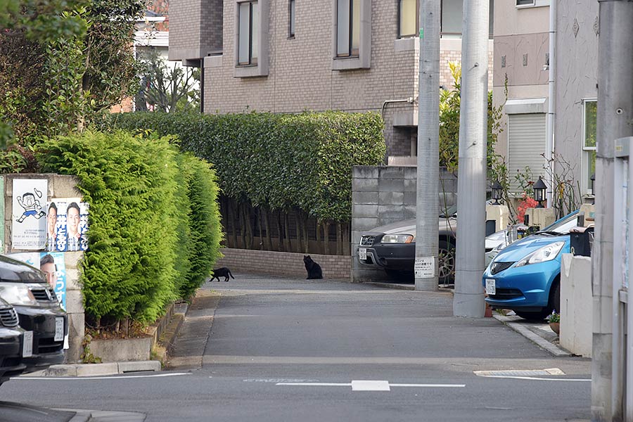 街のねこたち