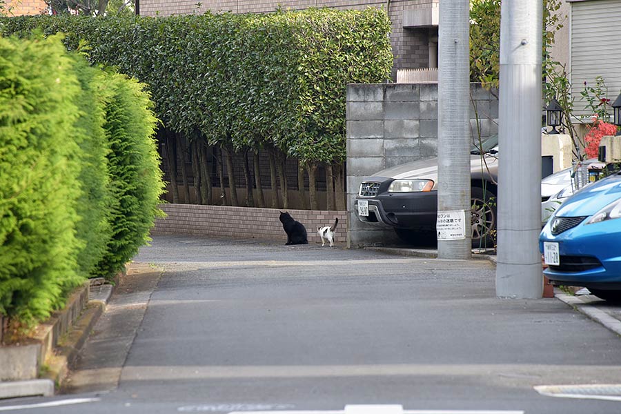 街のねこたち