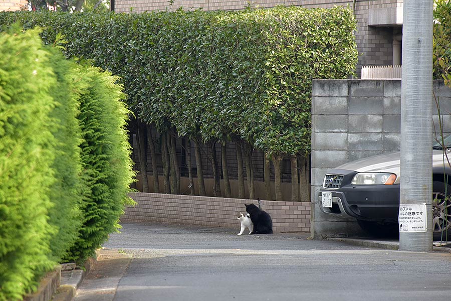街のねこたち