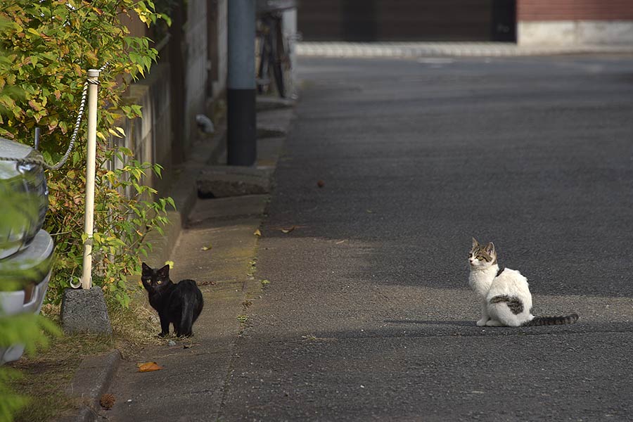 街のねこたち