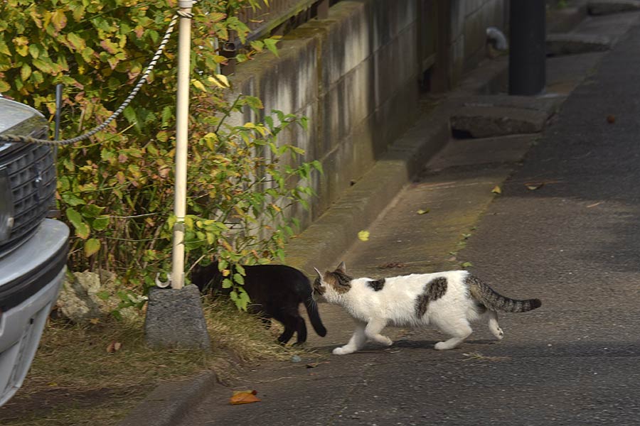 街のねこたち