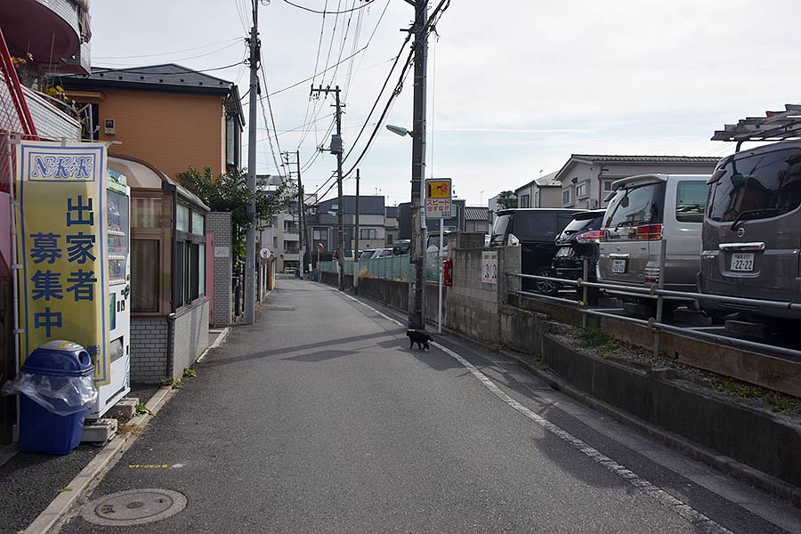 街のねこたち