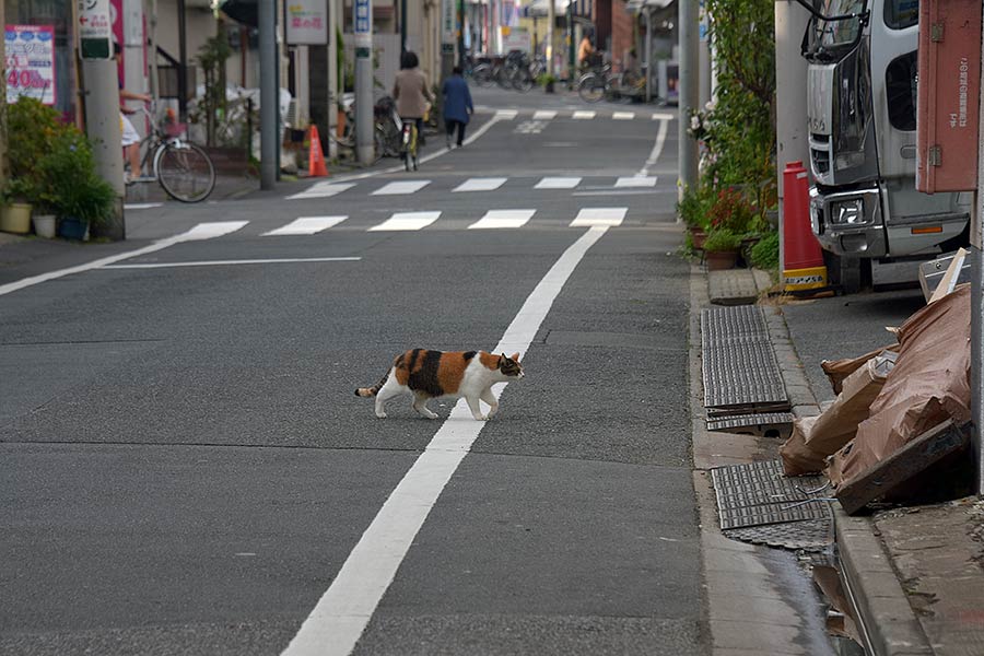 街のねこたち