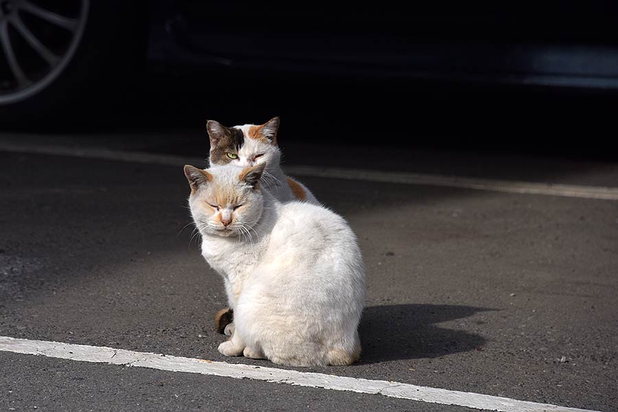 街のねこたち