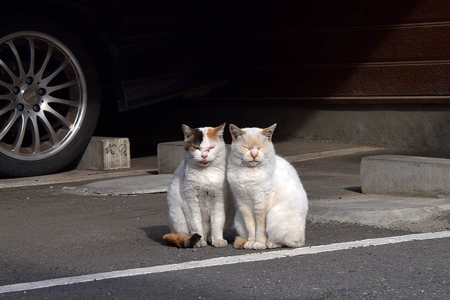街のねこたち