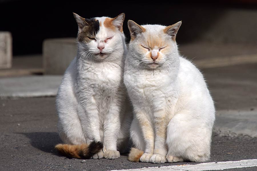 街のねこたち