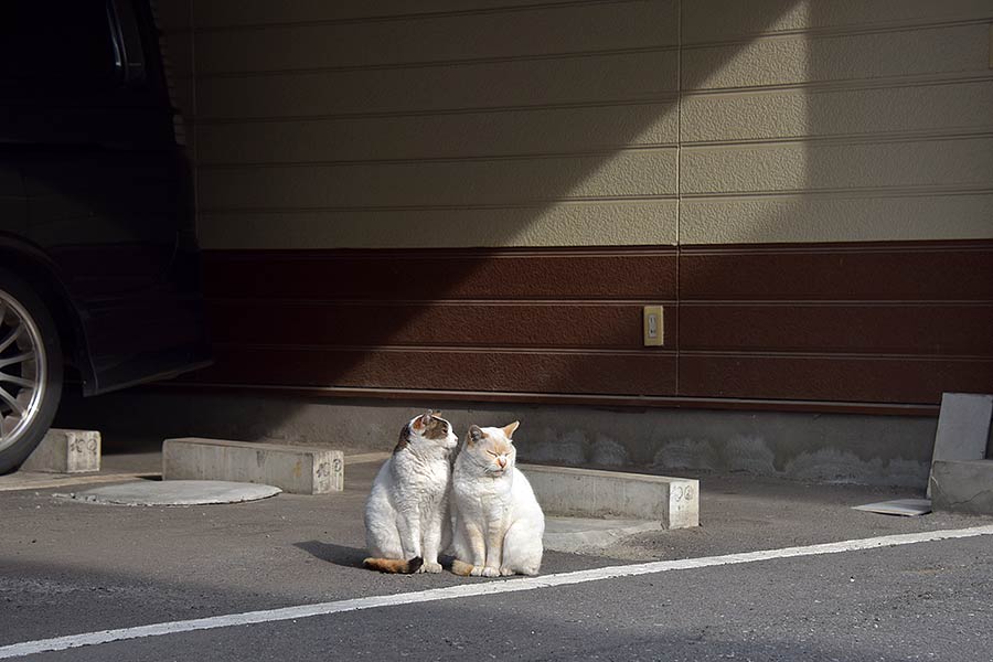 街のねこたち