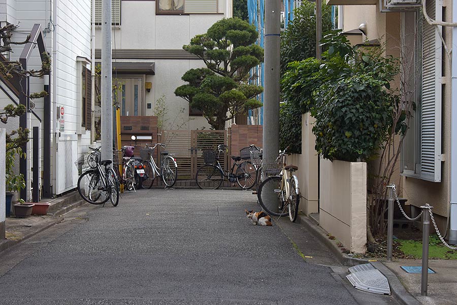 街のねこたち