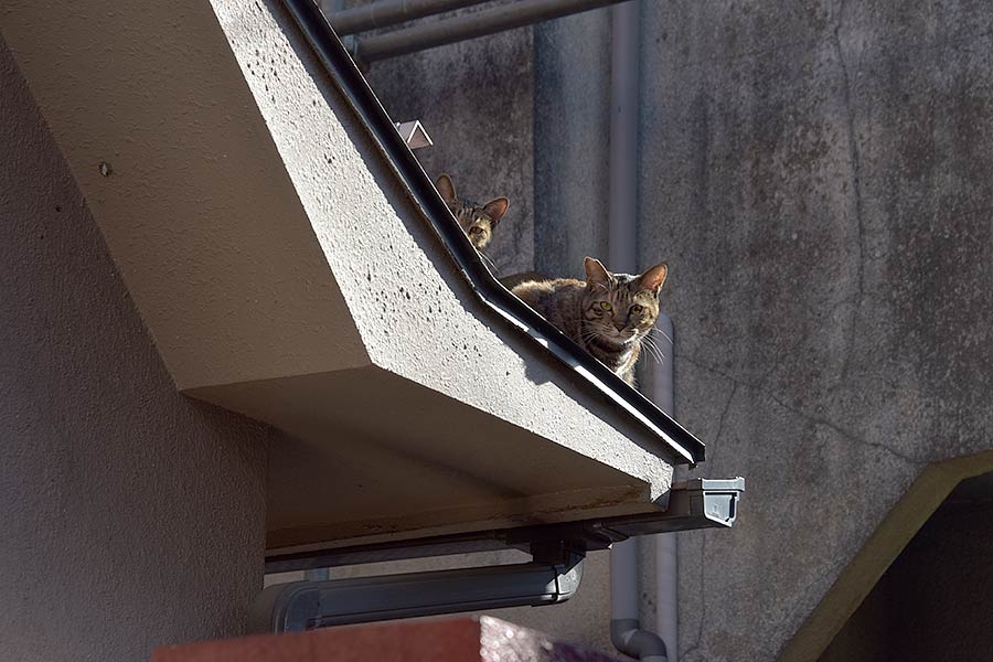 街のねこたち