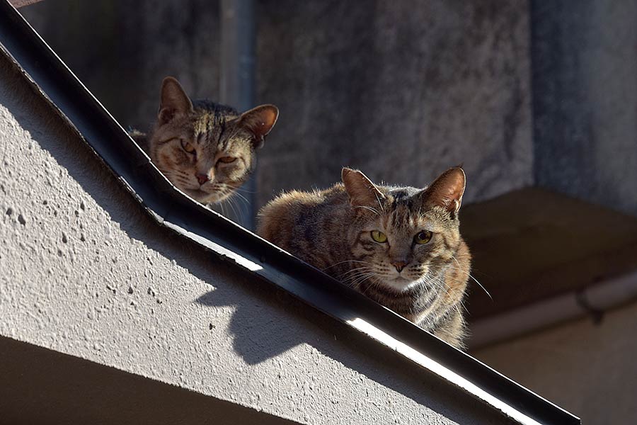 街のねこたち