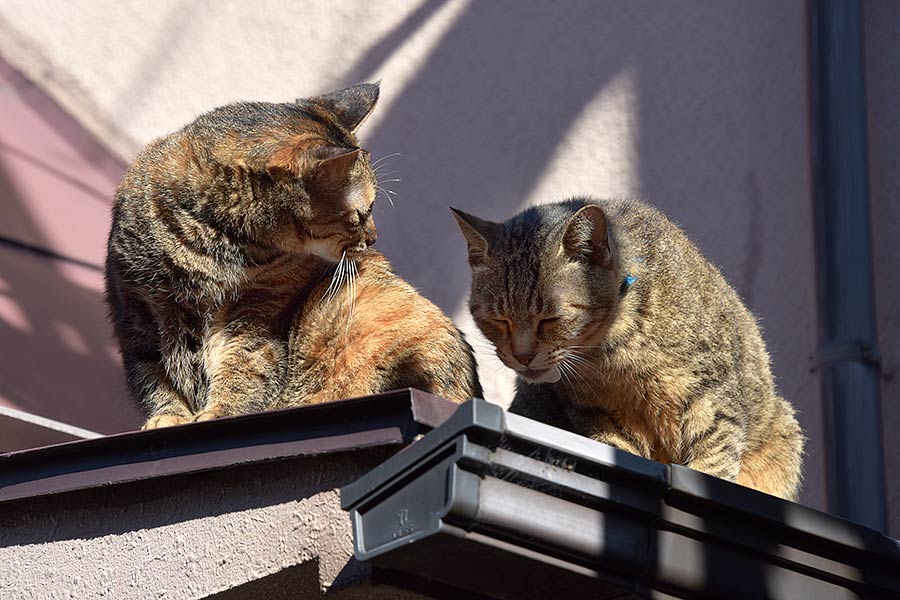 街のねこたち