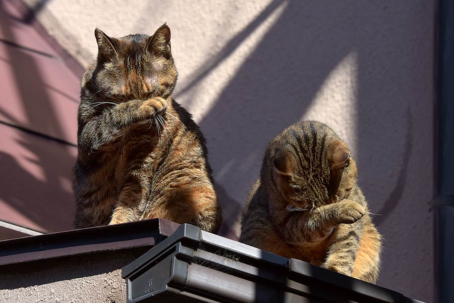 街のねこたち