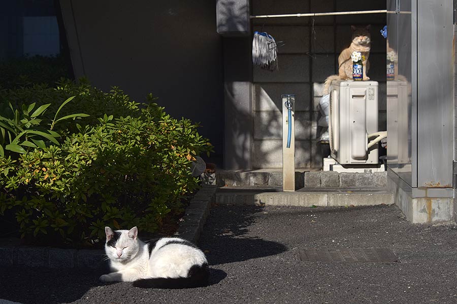 街のねこたち