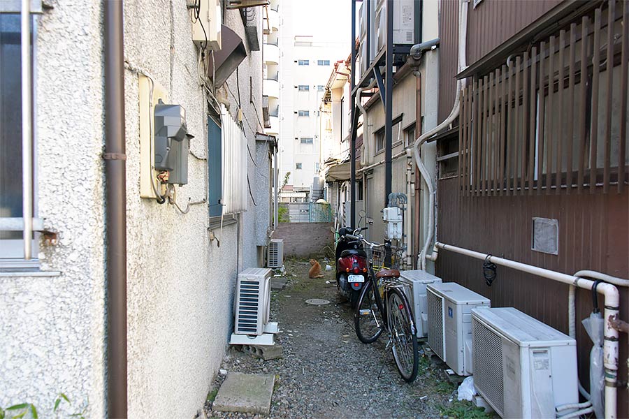 街のねこたち